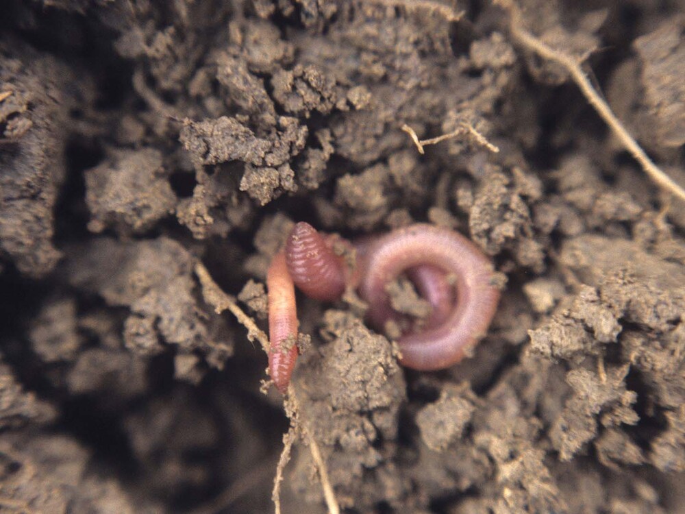 Earthworm in the soil | turn to zero