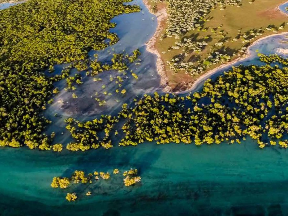 Mangrove coastline