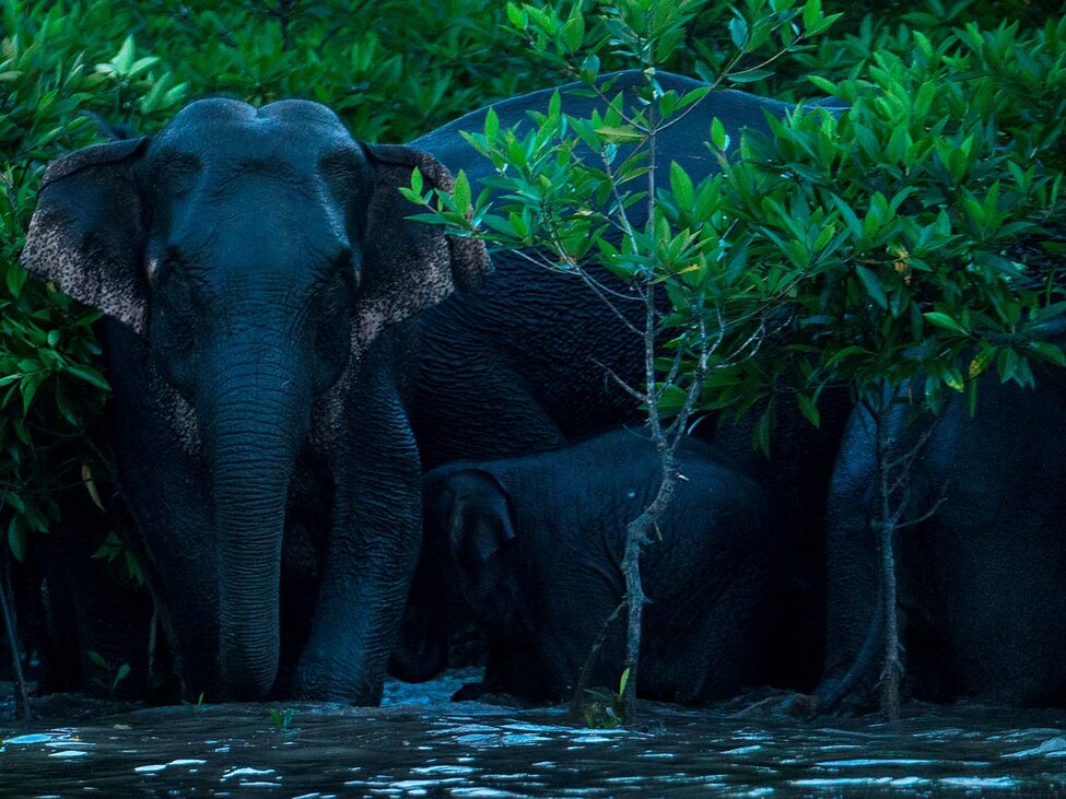 Elefanten im Mangrovenwald