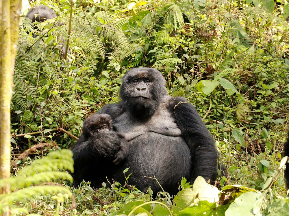 mountain_gorillas_in_the_woods | turn_to_zero