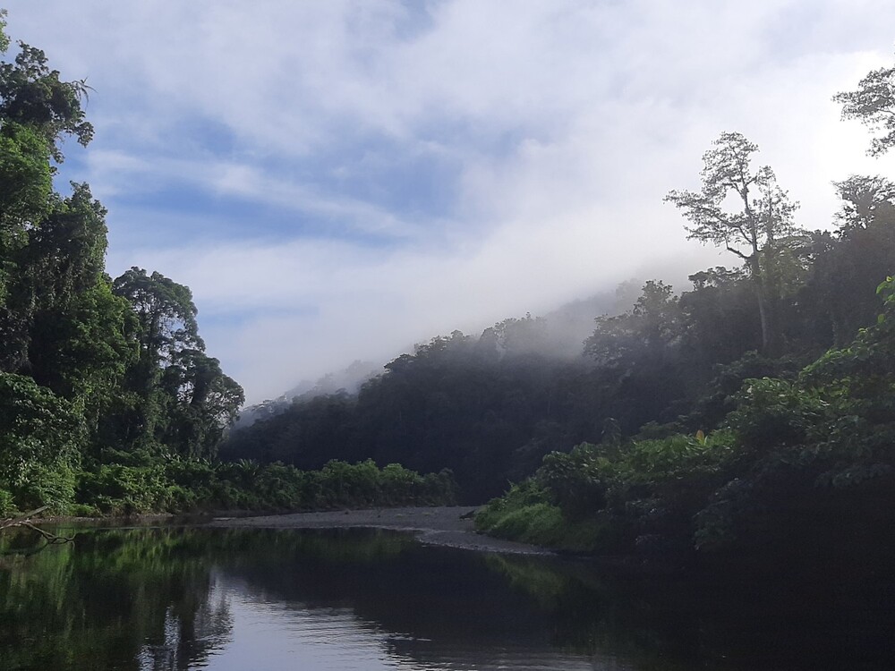 Gli indigeni proteggono la foresta pluviale | turn_to_zero